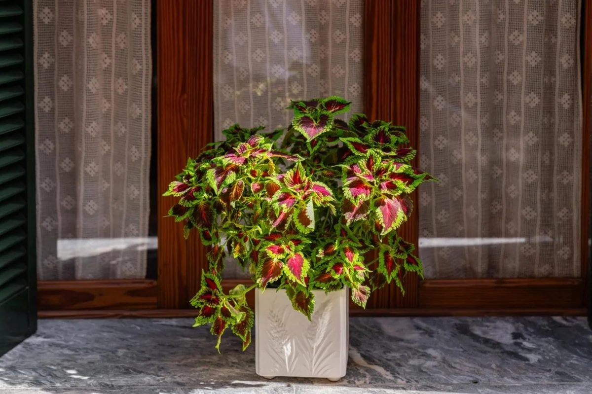 Africká kopřiva rozsvítí interiér barevnou explozí a zvládne ji i začátečník